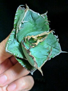 8/27Be iIAKx `^m^ bhfr Ԗ xA[gcTitanota Reddevil