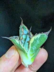 8/27Be iI AKx `^m^ BB ubNu[ oGK[^ExA[gcAgave titanota blackblue 'Variegata'