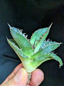 8/27Be iAKx `^m^ ExA[gcAgave titanota bakemono