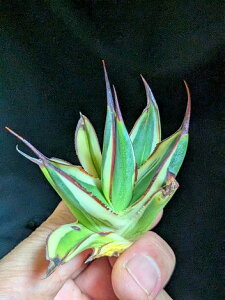 8/27撮影 現品!◇アガベ スノーグロー・ベアルート苗◇Agave Snow Glow◇