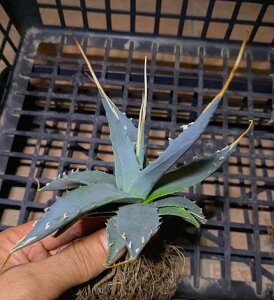 9/2Be iIAKxE^GVXEG{XsixA[g cAgave utahensis eborispina