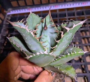 9/2Be iIAKx IeCExA[gcAgave Oteroi