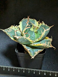 9/6Be iAKxE`^m^ ~сxA[gcTitanota hakugei 'Variegata'