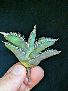 9/6Be iIAKx `^m^ H  xA[gcTitanota White Ghost 