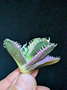 9/6Be IAKx `^m^ LORO сExA[gcAgave Titanota King Kong 'Variegata'