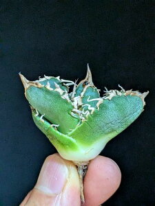 9/6Be iIAKx `^m^ n xA[gcTitanota warthog 