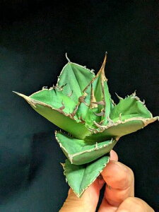 9/6Be iIAKx `^m^ ogEt TExA[gcAgave Titanota Battlewolf