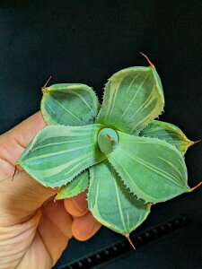 9/6Be iAKx p[ gJ[^ CXg[NExA[gcAgave Parryi Truncata Lime Streak