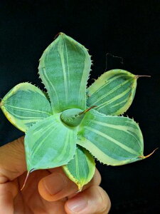 9/6Be iAKx p[ gJ[^ CXg[NExA[gcAgave Parryi Truncata Lime Streak