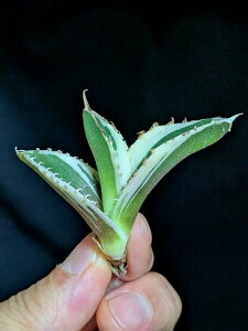 9/20Be iE聞AKxE`^m^ ΗHсE O[S[Xg oGK[^Agave titanota Green Ghost 'Variegata'