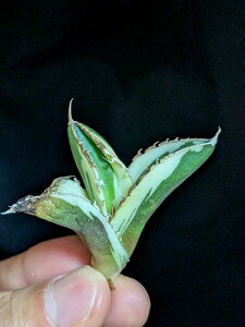 9/20撮影 現品・斑入り◇アガベ・チタノタ 緑幽霊錦・ グリーンゴースト バリエガータ◎Agave titanota Green Ghost 'Variegata'