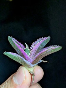 9/20撮影 現品◇斑入り!アガベ チタノタ キングコング錦 金剛錦・ベアルート苗◇Agave Titanota King Kong 'Variegata'