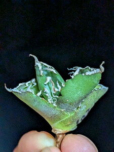 9/20Be iAKx `^m^ E^`ExA[gctitanota Tarantula