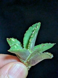 9/20撮影 現品!◇アガベ チタノタ 鰐亀 ・ワニガメ◇ ベアルート苗◇Agave-Titanota alligator snapper◇