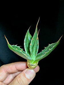 9/20Be iE聞AKx ^iс xA[gcAgave-montana 'Variegata'