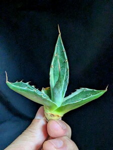 9/20Be iE聞AKx ^iс xA[gcAgave-montana 'Variegata'