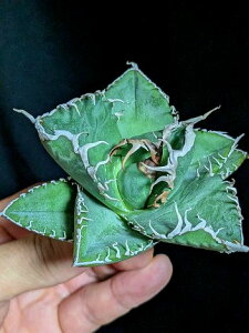 9/20撮影 現品◇アガベ チタノタ 悪魔・ベアルート苗◇Agave titanota bakemono◇