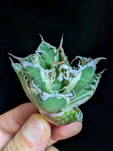 8/27撮影 現品 ◇ 斑入り!アガベ チタノタ シーザー錦・ベアルート苗◇titanota caesar 'Variegata'white fire'Variegata'
