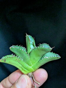 9/20撮影 現品◇アガベ チタノタ アバランチ・ベアルート苗◇Agave Titanota Avalanche