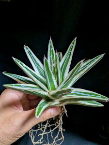 9/20Be iAKx rNgAW[i XRExA[gcAgave victoriae-reginae 'Hyouzan'