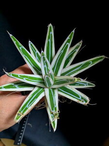9/20撮影 現品◇アガベ ビクトリアレジーナ 氷山・ベアルート苗◇Agave victoriae-reginae 'Hyouzan'◇