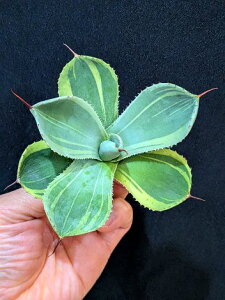 12/5Be iAKx p[ gJ[^ CXg[NExA[gcAgave Parryi Truncata Lime Streak