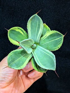 12/5Be iAKx p[ gJ[^ CXg[NExA[gcAgave Parryi Truncata Lime Streak