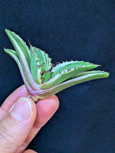 12/5Be iEIAKx `^m^ vemh сxA[gctitanota pteranodon Variegata