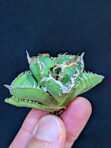 12/5Be iIAKx `^m^ n C{CmVV xA[gcTitanota warthog 