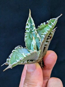 12/5Be iIAKxE`^m^ SW xA[gcagave titanota godzilla