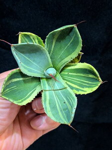 12/5Be iAKx p[ gJ[^ CXg[NExA[gcAgave Parryi Truncata Lime Streak