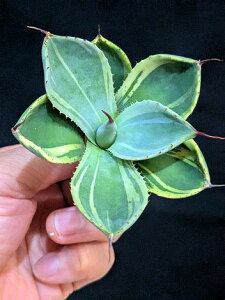 12/5Be iAKx p[ gJ[^ CXg[NExA[gcAgave Parryi Truncata Lime Streak