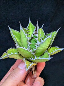 12/5Be iAKx `^m^ ㌵ExA[gctitanota bandaigenryu