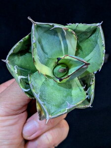 12/5Be iEIAKxE`^m^ WK[m[gсxA[gcTitanota Juggernaut 'Variegata'