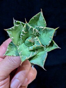 12/5Be iIAKx `^m^ ΐS xA[gcAgave-Titanota green submariner