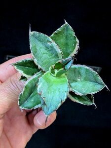 12/5Be  iIAKx `^m^ BB ubNu[ oGK[^ExA[gcAgave titanota blackblue 'Variegata'