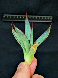 12/5Be iIAKxE}K vCOnY xA[gcPraying handsiManfredi × Agave ocahuij