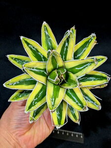 12/5Be iIAKx ̐ PR ցExA[gc Agave victoriae reginae kizan 
