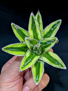 12/5Be iIAKx ̐ PR ցExA[gc Agave victoriae reginae kizan 