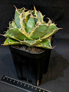 12/10Be iAKxE`^m^ ~ AxA[gcTitanota hakugei 'Variegata'