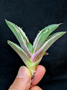 ��12/10�B�e ���i ������큞�A�K�x�E�`�^�m�^ ���^�с��x�A���[�g�c��titanota black panther Variegata��