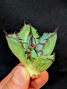 ��12/10�B�e ���i���A�K�x �`�^�m�^ ���~�E�����Z�t�^ �x�A���[�g�c��titanota black whale��