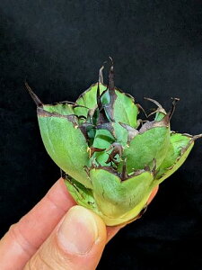 ��12/10�B�e ���i���A�K�x �`�^�m�^ ���~�E�����Z�t�^ �x�A���[�g�c��titanota black whale��