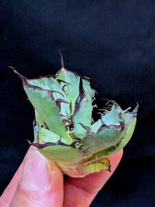 ��12/10�B�e ���i���A�K�x �`�^�m�^ ���~�E�����Z�t�^ �x�A���[�g�c��titanota black whale��