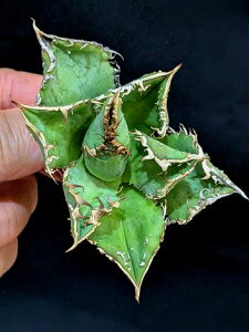 12/10Be iAKx `^m^   xA[gctitanota skinsen 