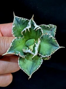 ��12/10�B�e ���i���A�K�x �`�^�m�^ �唒�� �z�z�W���U���� �x�A���[�g�c��Titanota great white shark ��