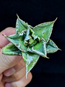 ��12/12�B�e ���i���A�K�x �`�^�m�^ �唒�� �z�z�W���U���� �x�A���[�g�c��Titanota great white shark ��