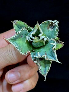 ��12/12�B�e ���i���A�K�x �`�^�m�^ �唒�� �z�z�W���U���� �x�A���[�g�c��Titanota great white shark ��