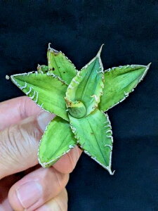 12/12Be iEIAKx `^m^ 唒 zzWU xA[gcTitanota great white shark Variegata