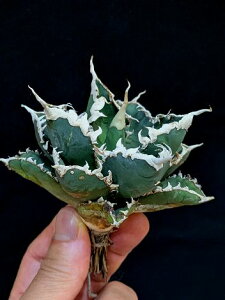 12/12Be iAKxE`^m^ EFAEtETlxA[gcTitanota werewolf 